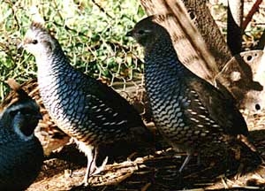 bobwhite quail callipepla squamata 3672