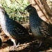 bobwhite quail callipepla squamata 3672