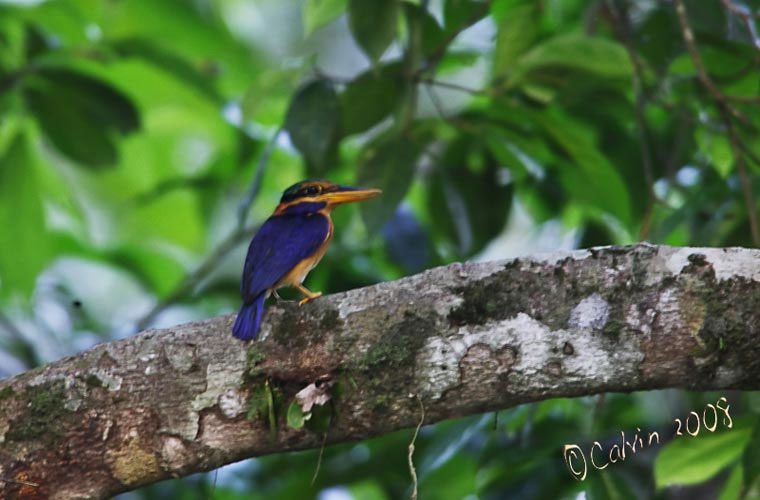 Ruddy Kingfisher