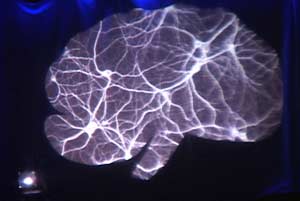 Neurons in the brain