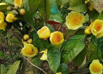 building production process for medicinal plants from 3 types of golden flower tea 134603