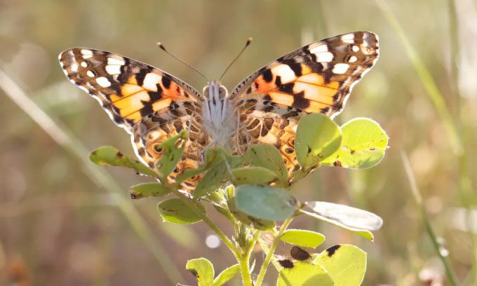 Vanessa cardui butterflies can fly across the Atlantic without resting.