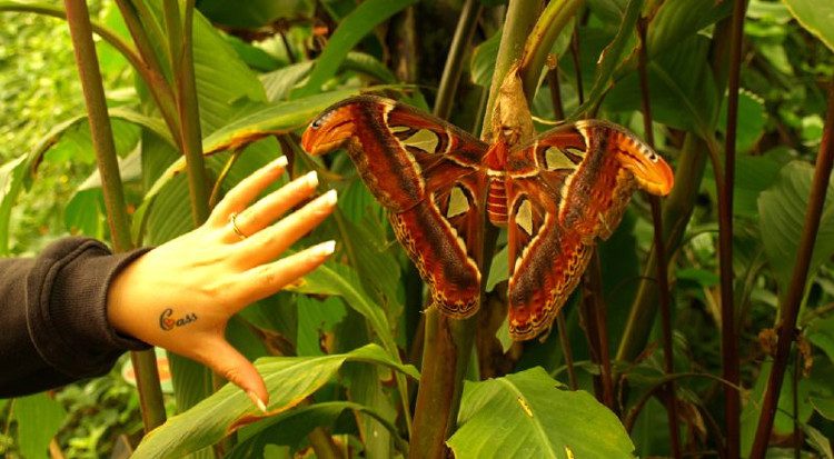 Queen Alexandra's Birdwing