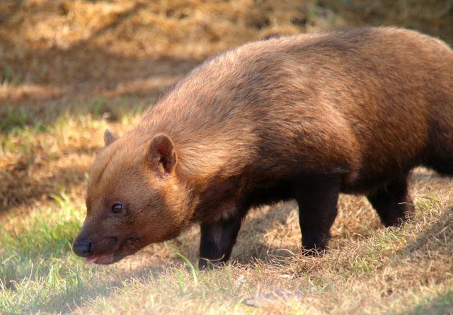 Thick-furred dogs are one of the most social dog species.