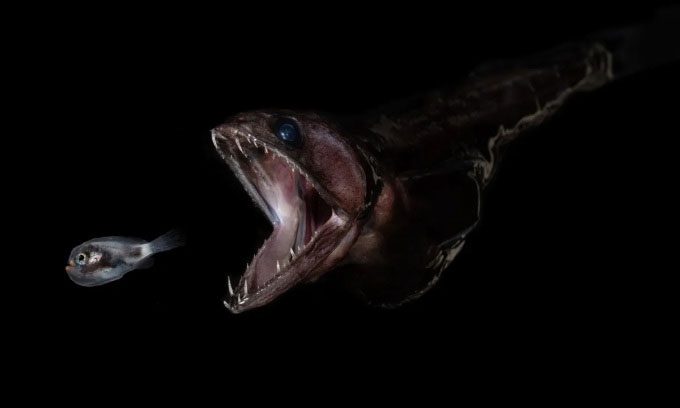 A small larval fish (left) about to be swallowed by a black swallower (right).