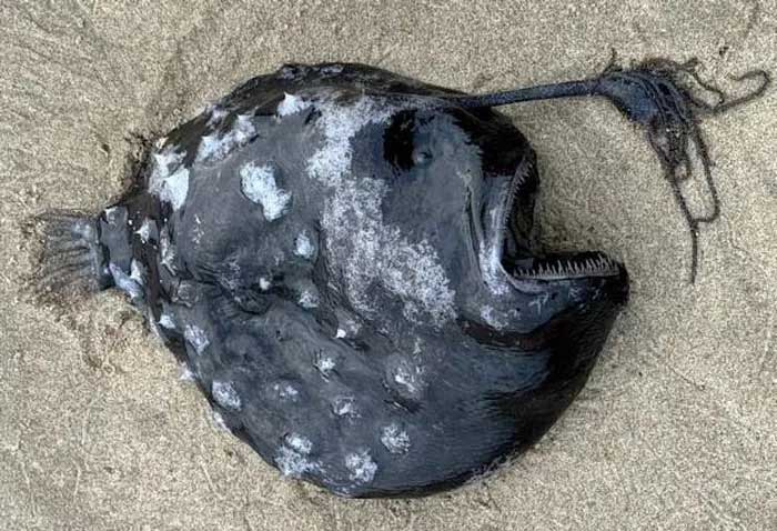 Pacific Football Fish found south of Cannon Beach.