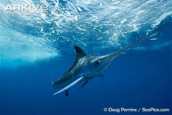 The Atlantic sailfish has a metallic blue color with a sail-like dorsal fin and a long, sharp bill.