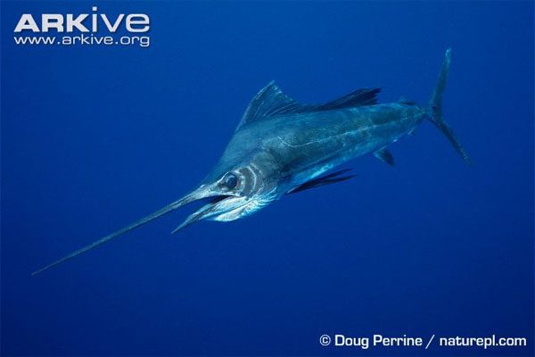 Sailfish typically live solitary lives.