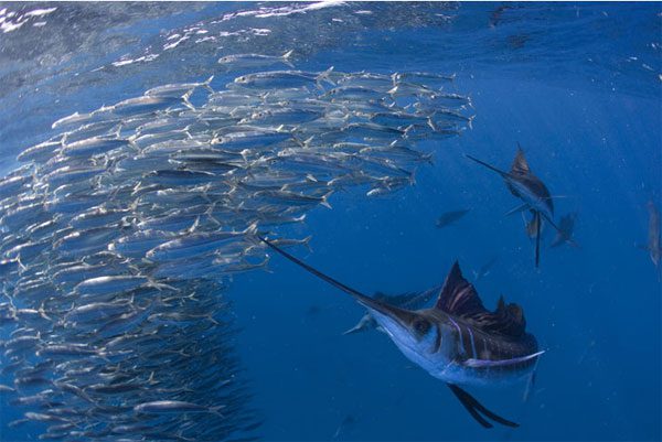 Each spawning event, a female sailfish can lay between 4-5 million eggs.