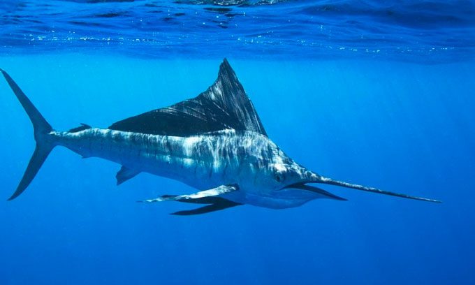 Indian-Pacific Sailfish.