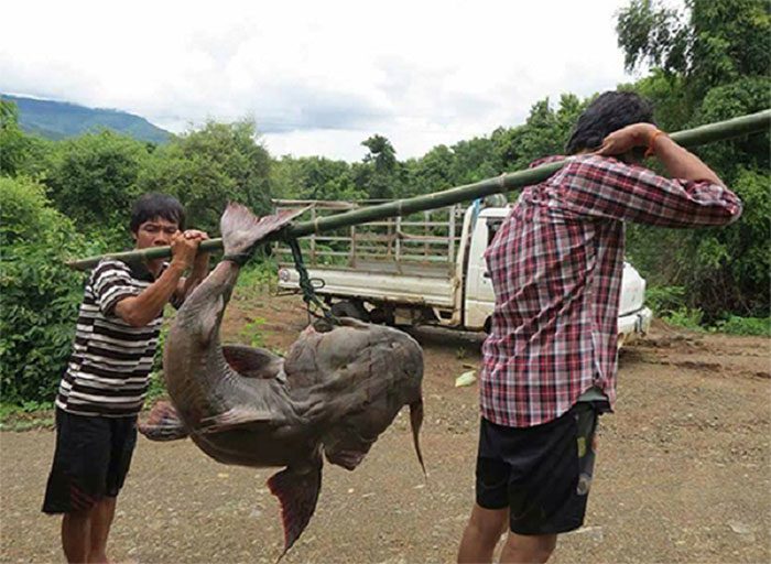 Warty Catfish weighing approximately 28 kg