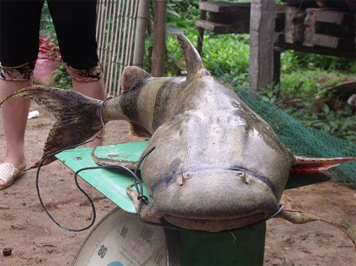 The head of a giant Warty Catfish, gnarled like a rotting log, with a smooth body