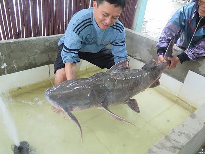 A giant Warty Catfish weighing over 25 kg caught in the Da River