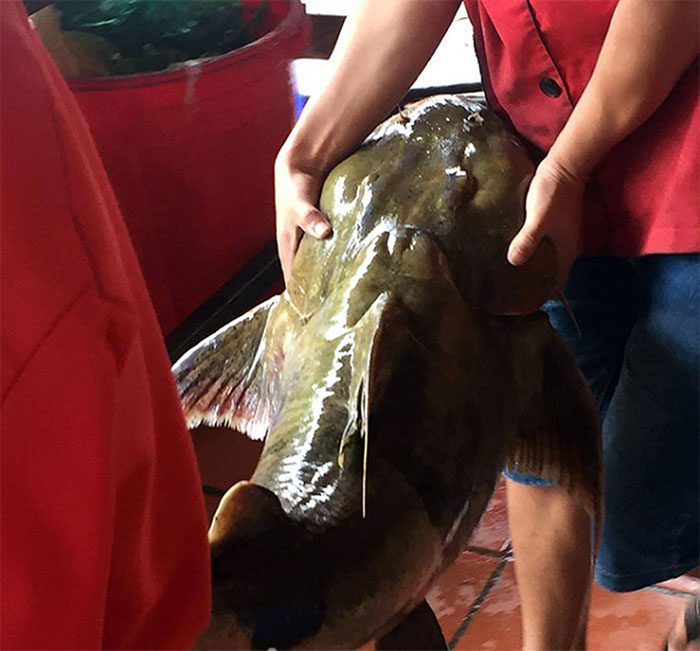 Close-up of a Warty Catfish weighing nearly 30 kg