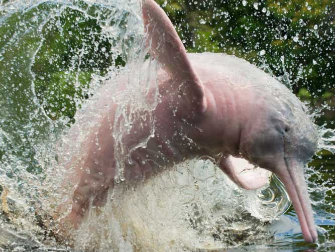 Pink river dolphin