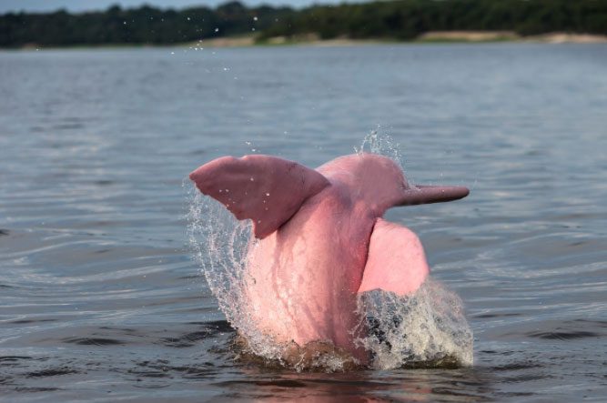 Satellite technology allows fishermen and scientists to track the journey of pink dolphins