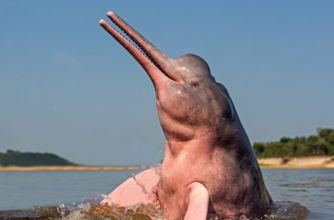 This is the largest and rarest freshwater dolphin species in the world.