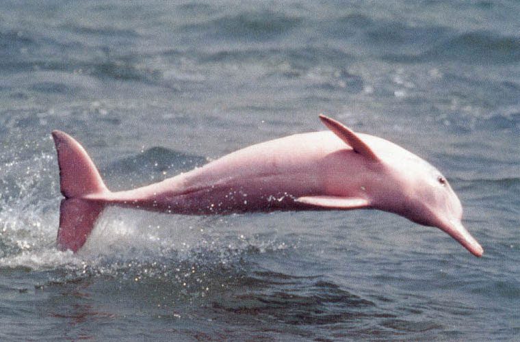 Admiring the rare pink dolphins