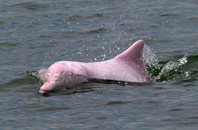 Admiring the rare pink dolphins