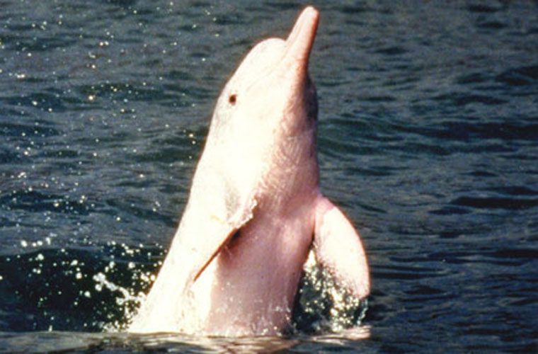 Admiring the rare pink dolphins