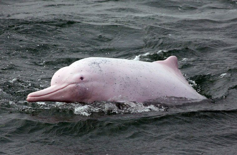 Admiring the rare pink dolphins