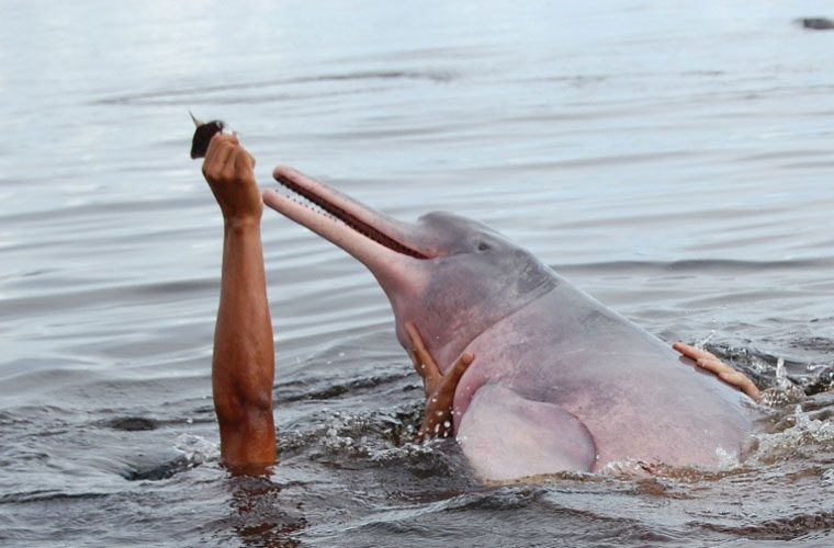 Admiring the rare pink dolphins