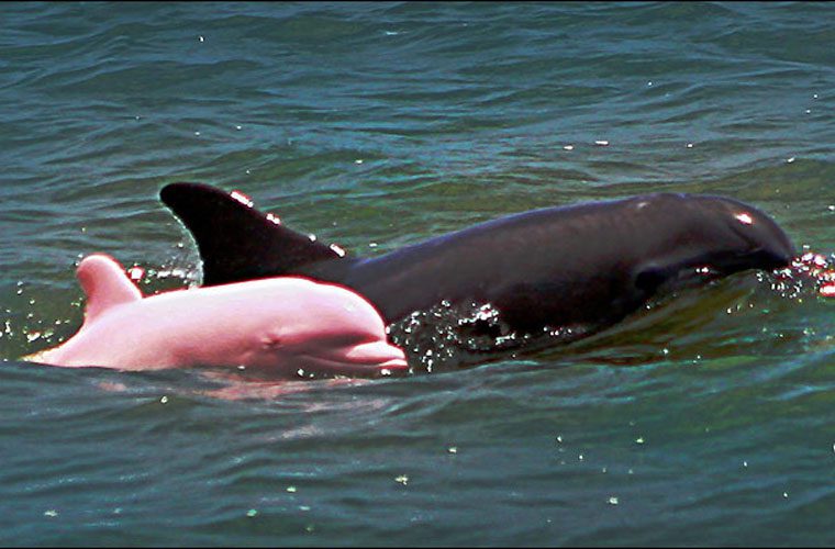 Admiring the rare pink dolphins