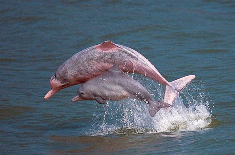 Admiring the rare pink dolphins