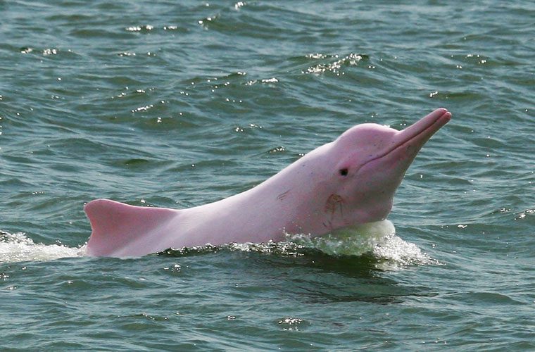 Admiring the rare pink dolphins