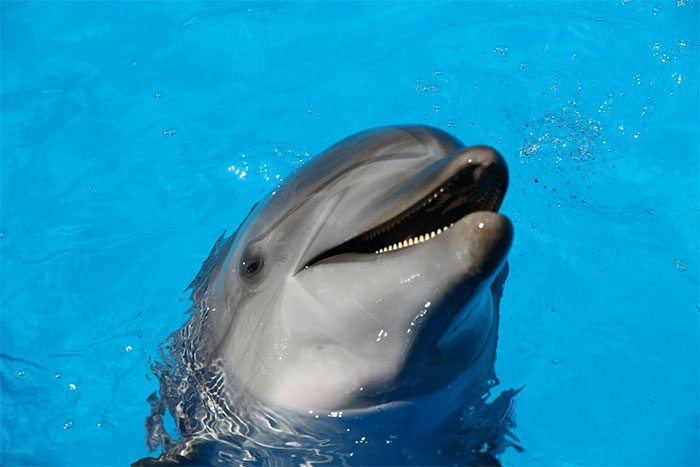 Dolphin in Florida discovered to be infected with avian influenza virus.