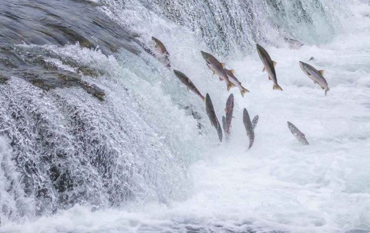 Salmon swim upstream to find a place to mate.