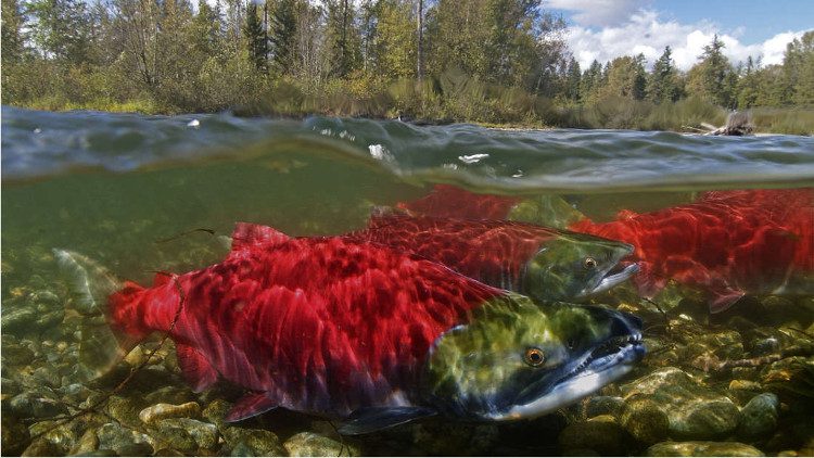 Salmon can "move mountains and fill valleys."