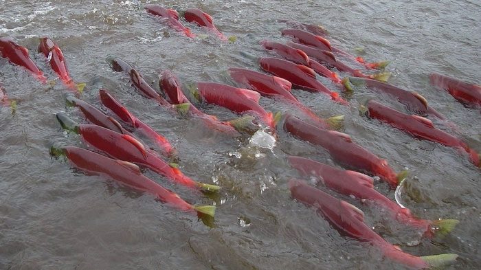 Once mature, salmon will migrate to the sea to settle for 1-3 years.