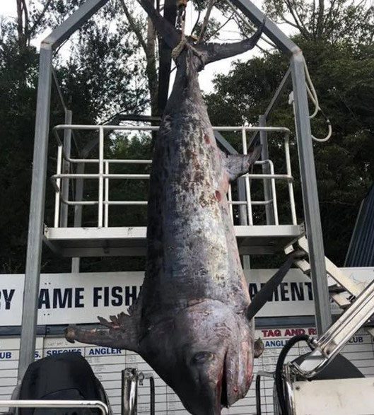 The swordfish weighs "equivalent to a rocket."