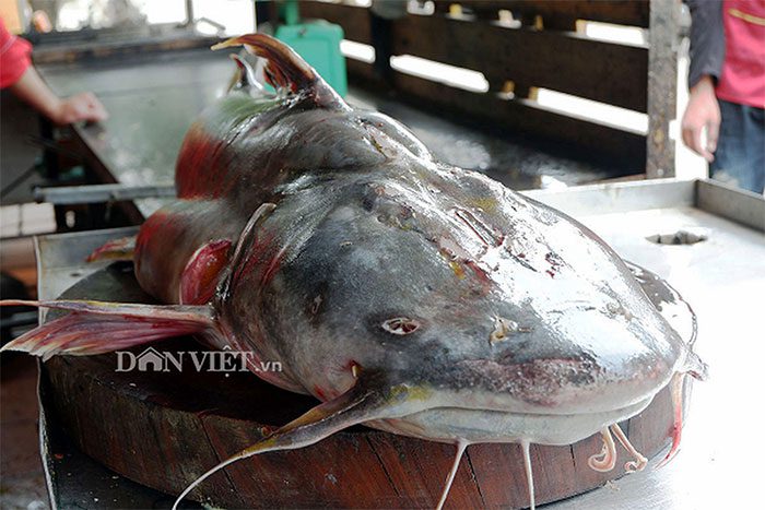 Giant Catfish