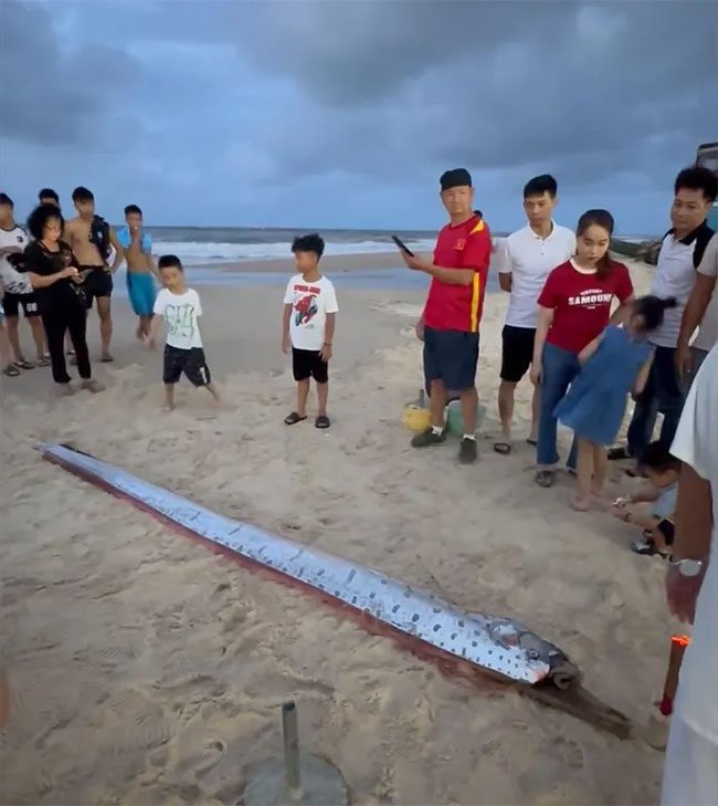 The deceased paddlefish found washed up on the beach in Hue City.