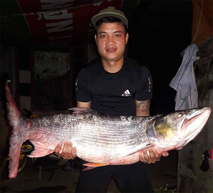 Giant Snakehead