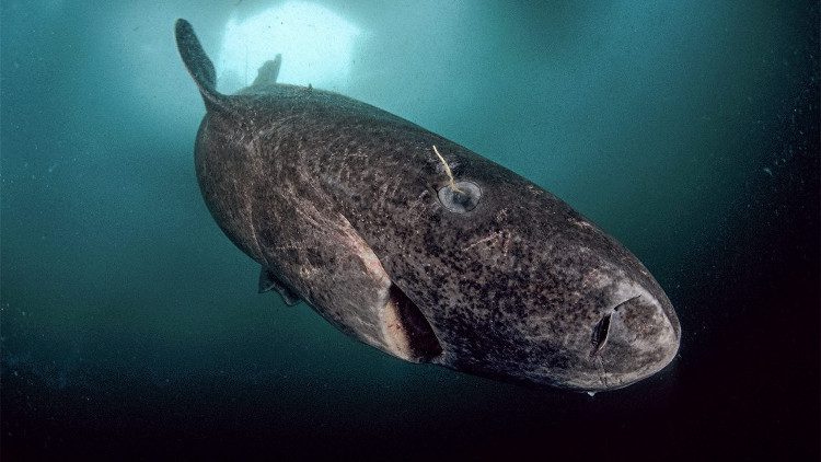 Greenland Shark.