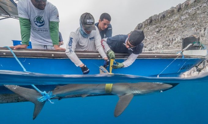 Researchers attaching tracking tags to a silky shark.