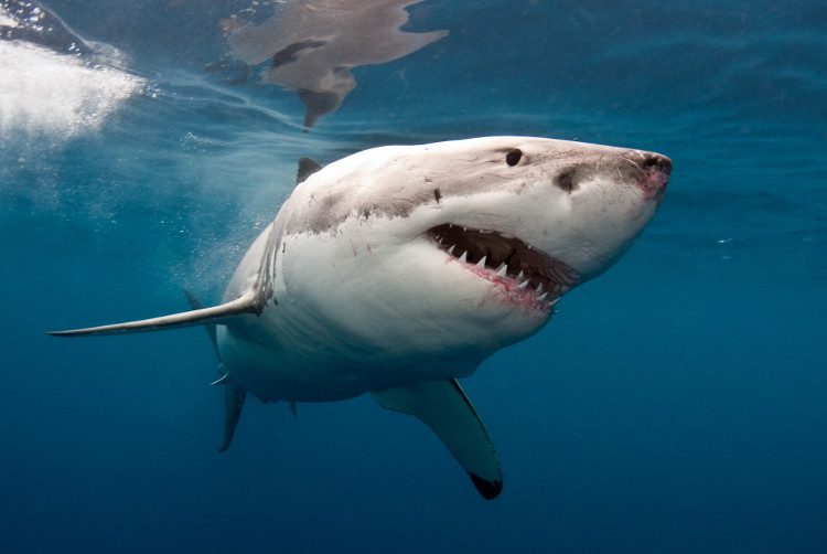 Great White Shark