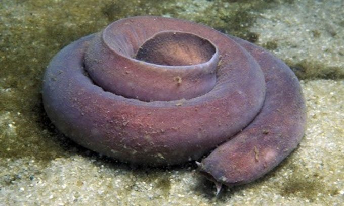 The hagfish resembles a giant earthworm.