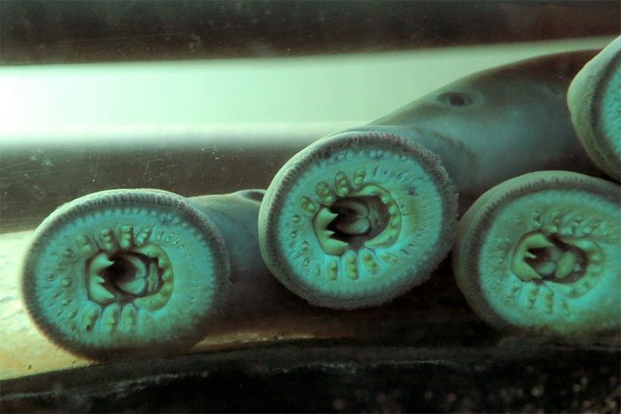 Pacific Lamprey