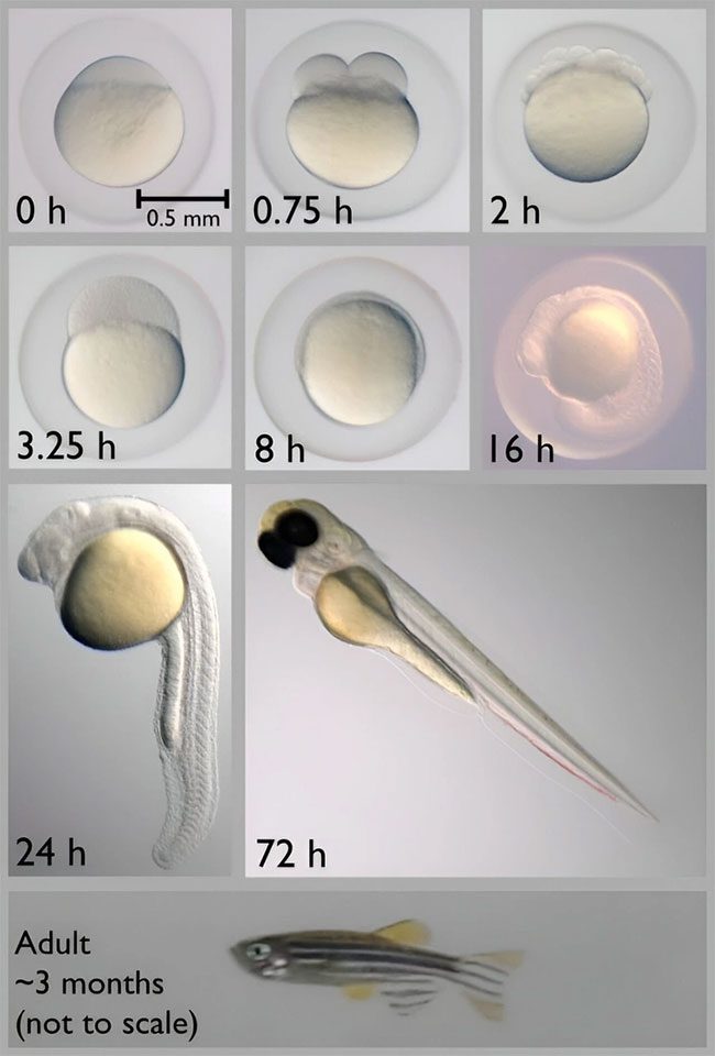 Development stages of zebrafish