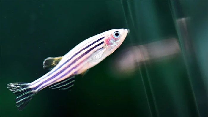 Zebrafish in a research facility pool in Wuhan, China