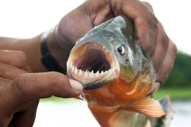 A piranha caught in the Amazon River.