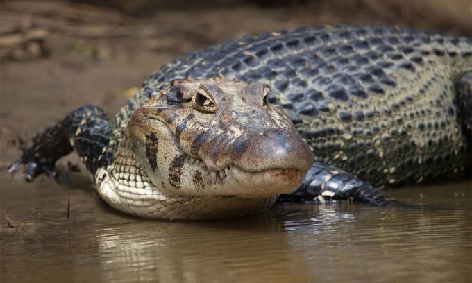 Black caiman can grow up to 5m.