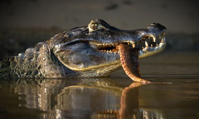 Black caiman in the Pantanal River, Brazil, with prey in its jaws.