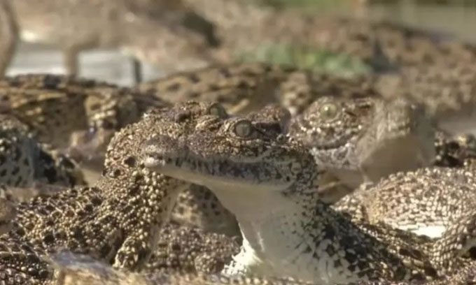 Juvenile Cuban crocodiles released into water in August 2022