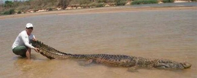 Caiman crocodiles are significant predators in the Amazon.