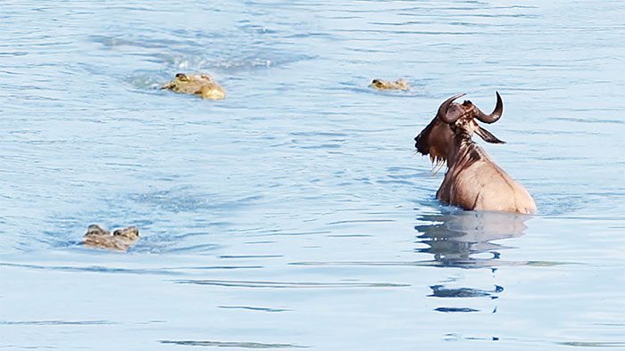 The crocodile closely follows the prey while the wildebeest moves slowly due to exhaustion.